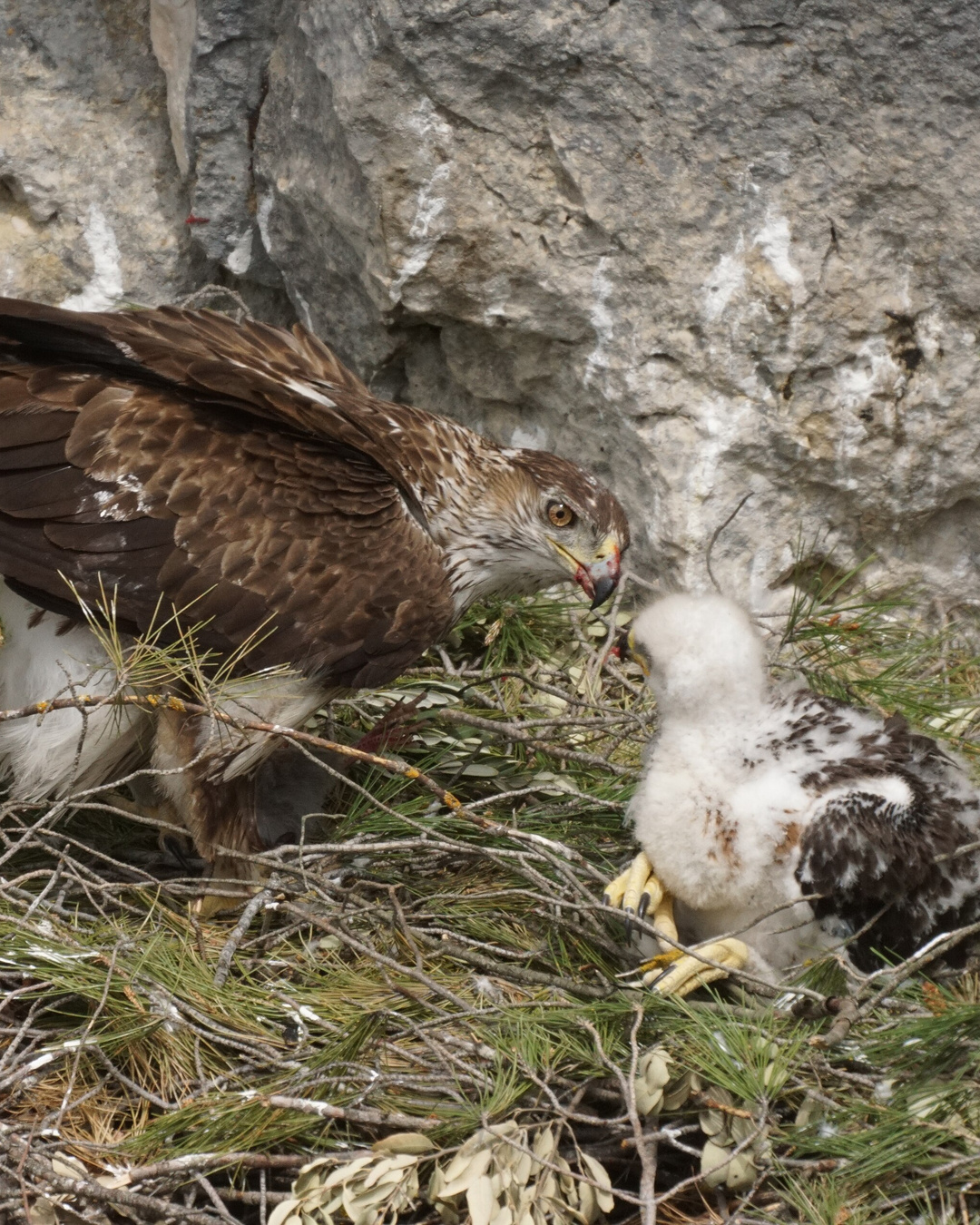 L'aigle de Bonelli avait presque disparu de France. 44 aiglons ont quitté le nid