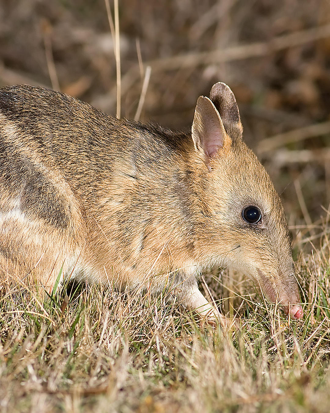 On le croyait condamné. L'Australie vient de relâcher cent petits marsupiaux dans la nature : la plus grande réintroduction de son histoire