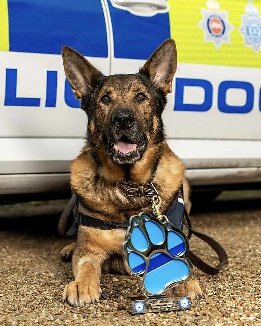 Pour ses 12 ans, ce chien policier retraité a sauvé un inconnu