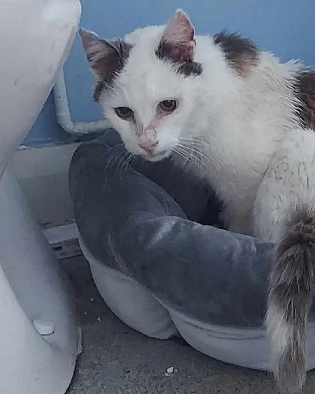 Maigre, abîmé, disparu depuis 12 ans. Artie a retrouvé son maître
