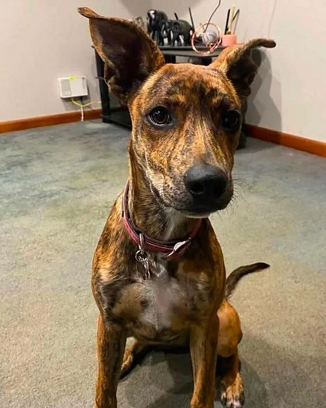 Adoptée depuis trois jours, elle a sauvé son maître du feu