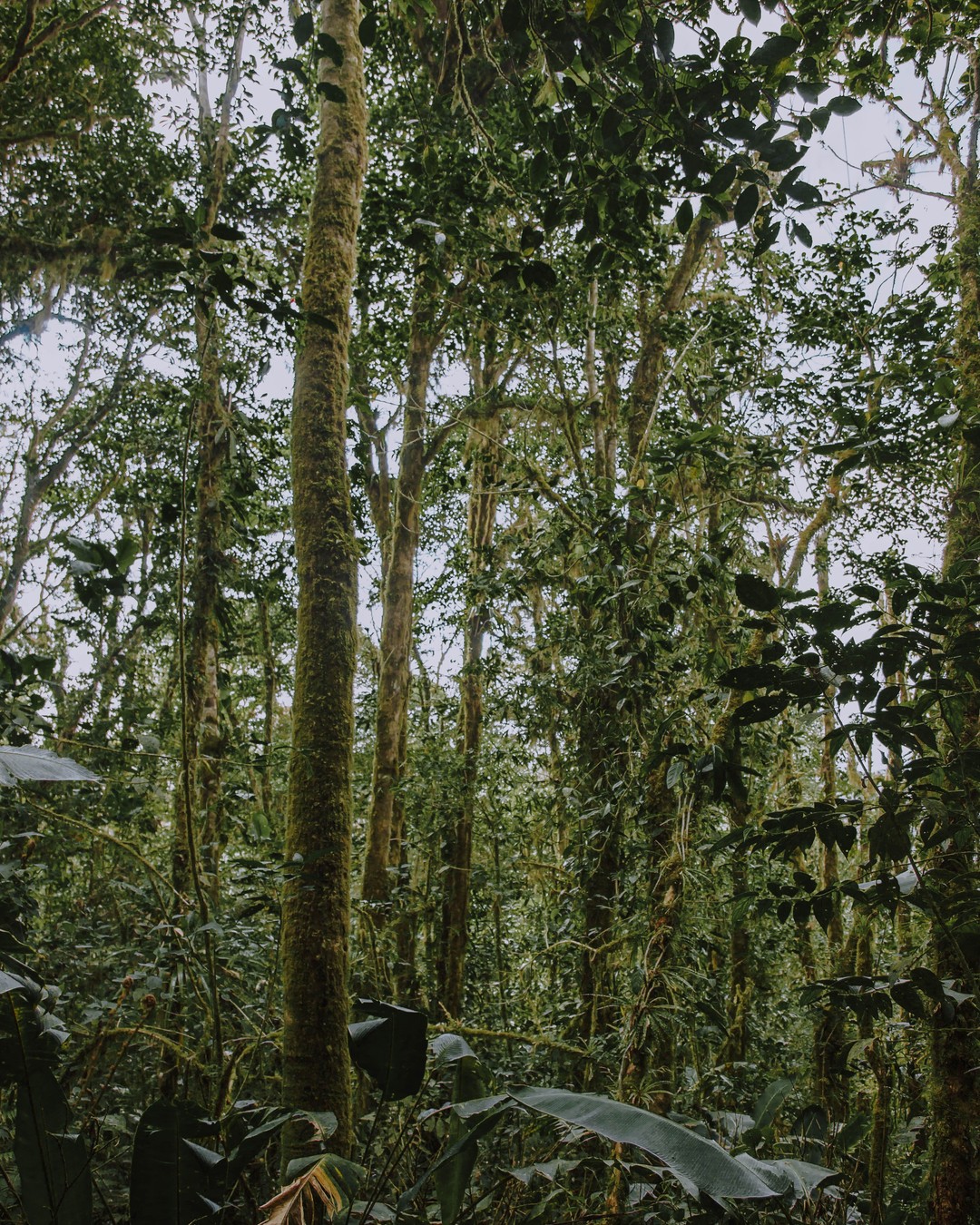 Ce pays avait presque tout rasé. Il a réussi à faire repousser sa forêt