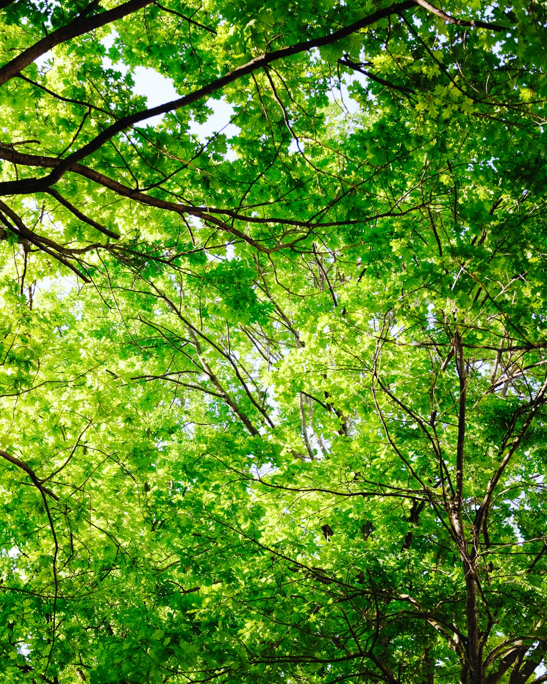 En Europe, la forêt gagne du terrain