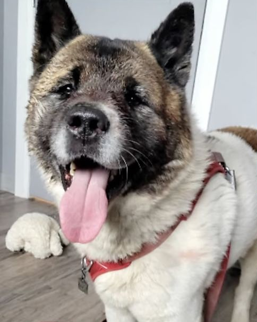 Coincé deux nuits dans un fossé, son chien ne l'a pas lâché