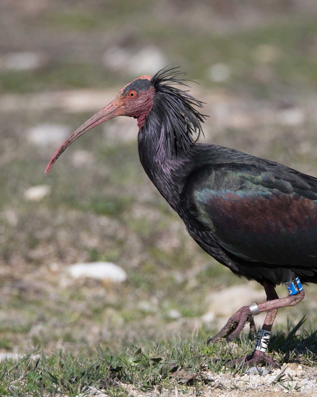 Cet oiseau avait disparu d'Europe depuis 400 ans. Deux femmes lui réapprennent à migrer