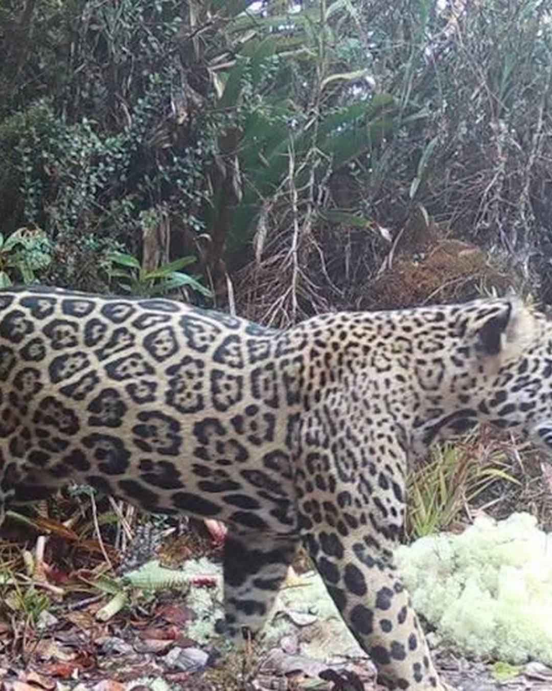 On le croyait disparu de ces montagnes. Un « jaguar des nuages » vient d'y être filmé, une première en 10 ans