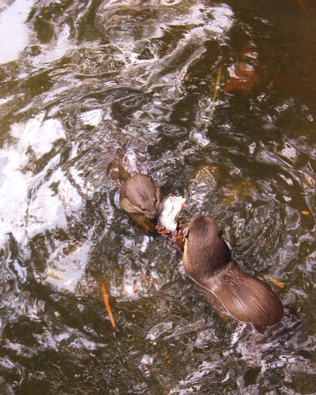 On la croyait perdue. La loutre est de retour dans nos rivières