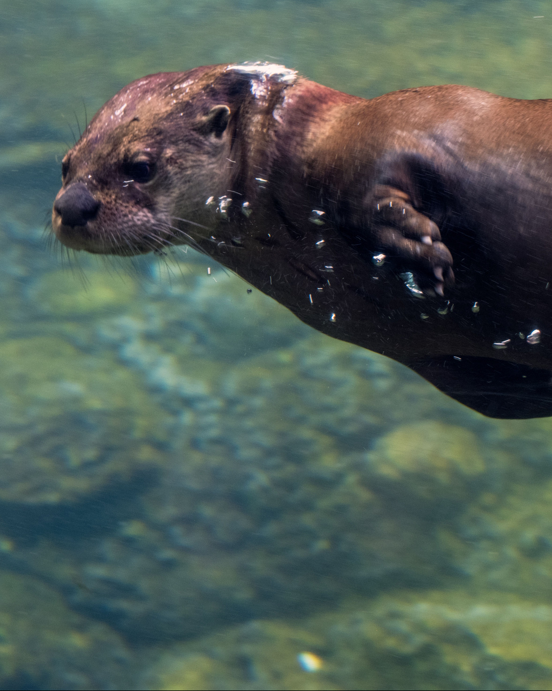 Une loutre filmée dans le Bronx. La première depuis cent ans