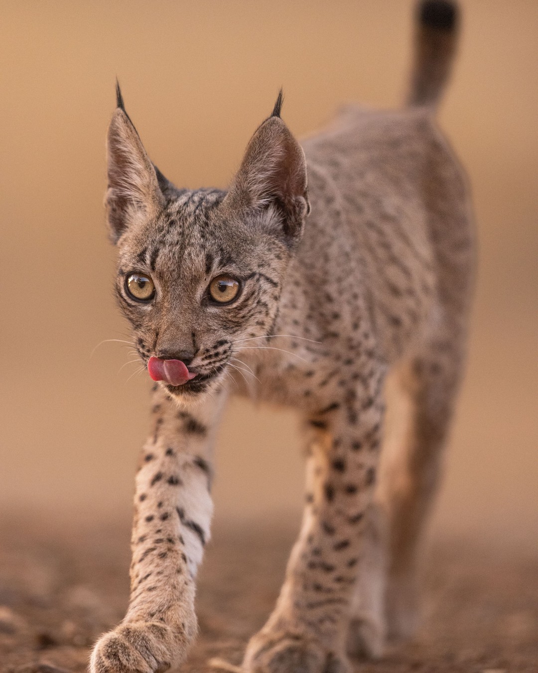 On se préparait à lui dire adieu. Le lynx ibérique est revenu de l'extinction