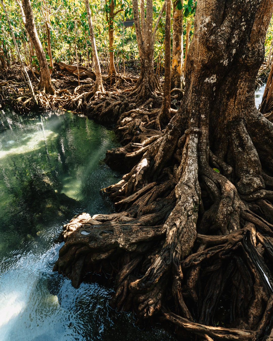 Longtemps rasées, les mangroves repoussent enfin
