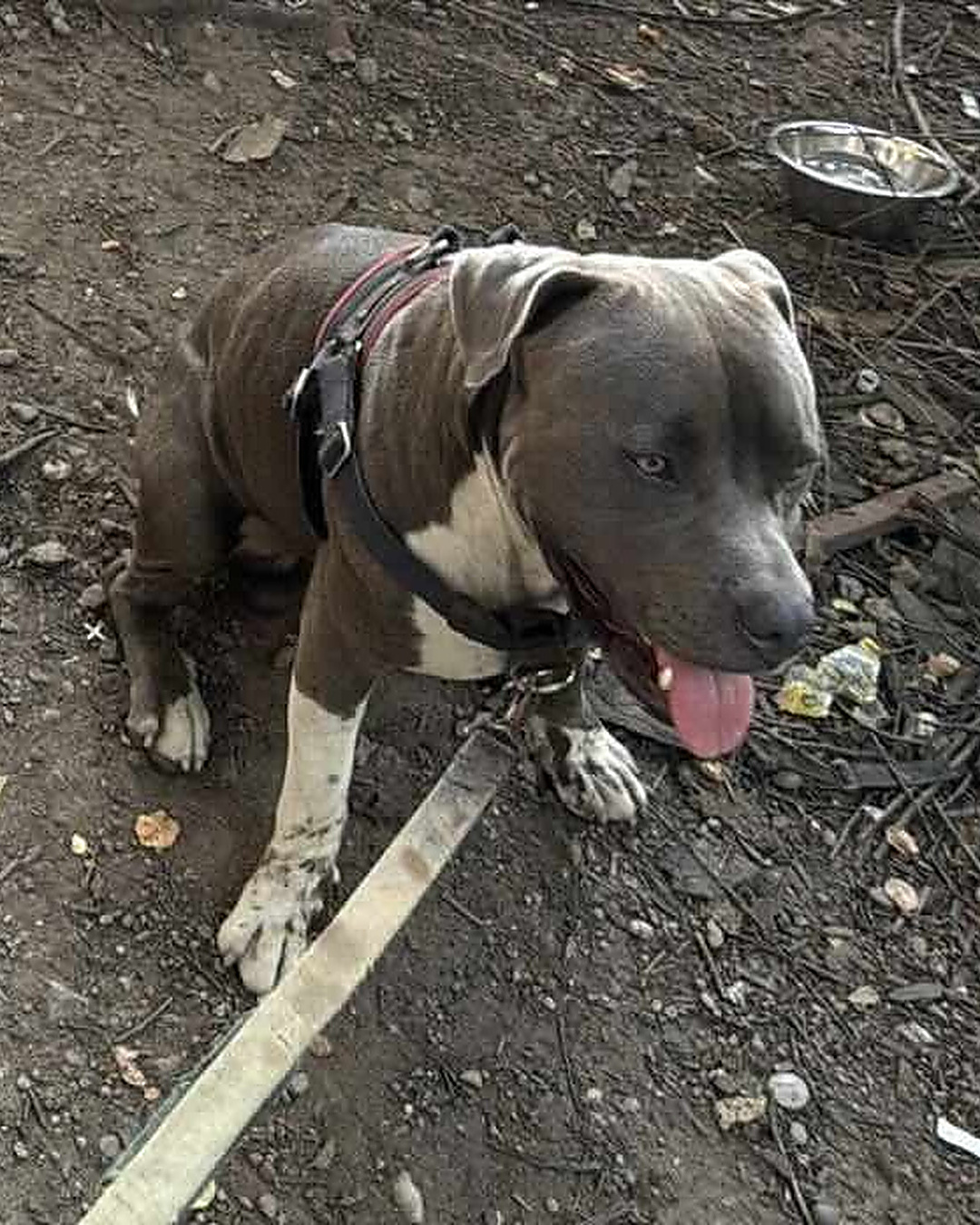 Il a suivi ce chien qui aboyait, et sauvé deux vies