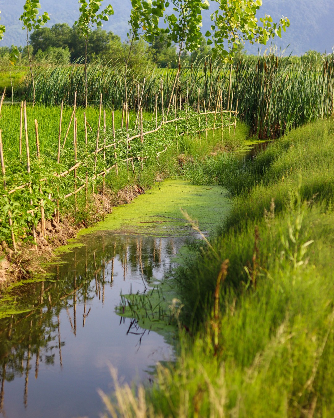 L'Europe ne veut plus seulement protéger la nature, elle veut la réparer