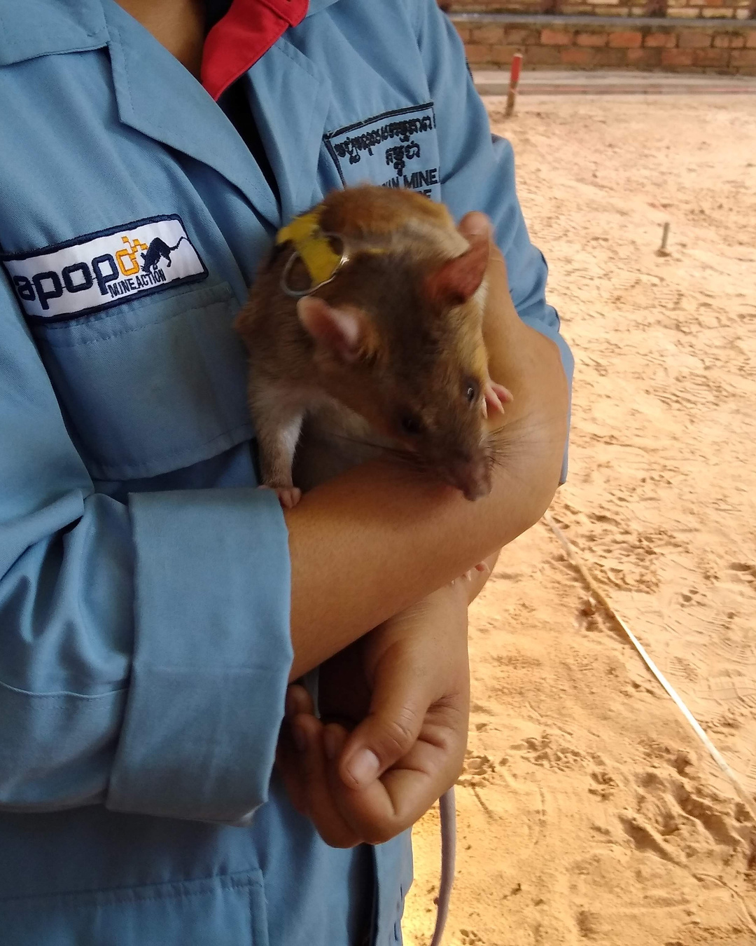 Tout le monde déteste les rats. Celui-là a déniché 109 mines