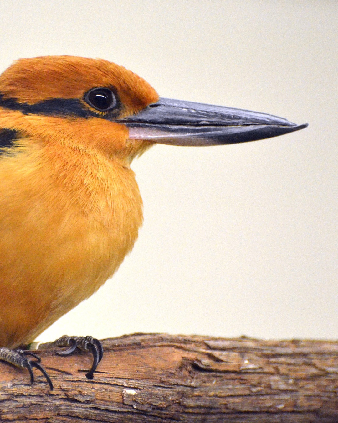 Cet oiseau avait disparu de la nature en 1988. Quarante ans après, il a refait un nid dehors