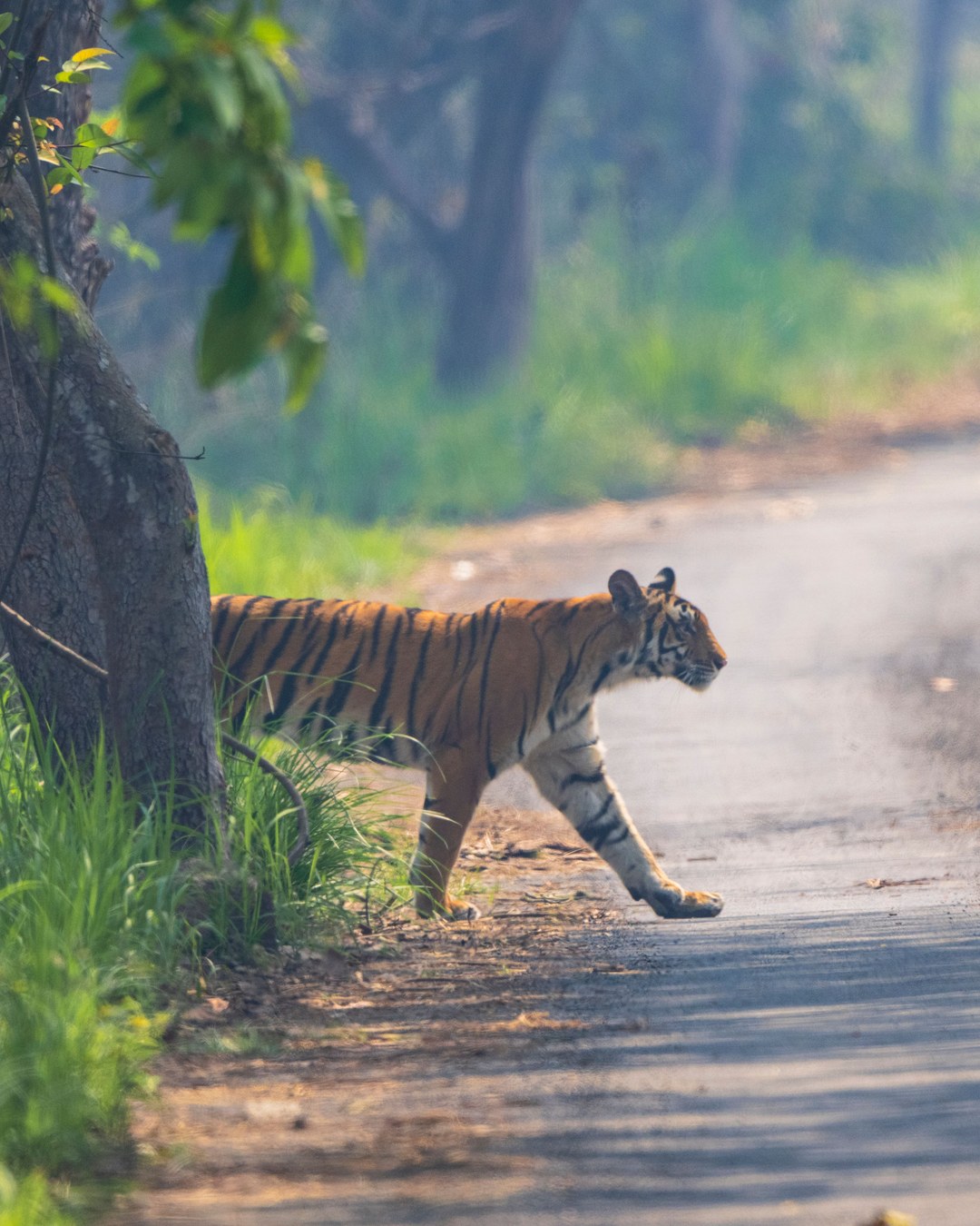 En Inde, les tigres sauvages ont plus que doublé