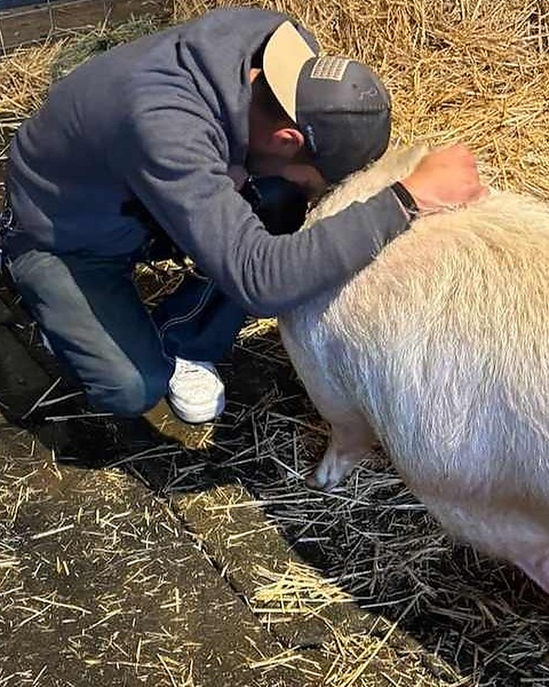 Il a perdu sa compagne et son toit. Pas leur cochon