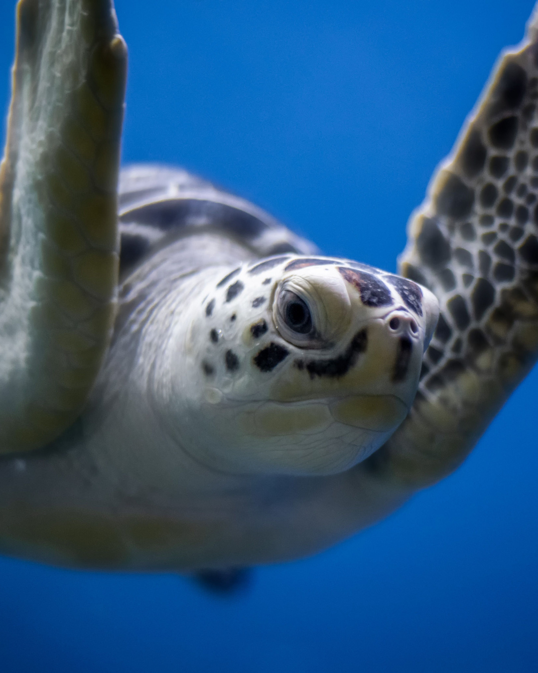 On la croyait fichue. Elle vient d'être rayée de la liste des espèces en danger