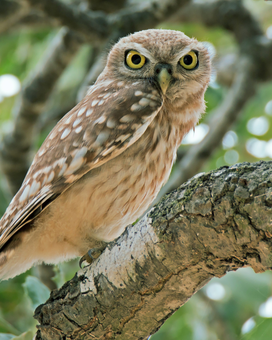 Les chouettes n'avaient plus où nicher. Ils ont caché une maison dans une tuile