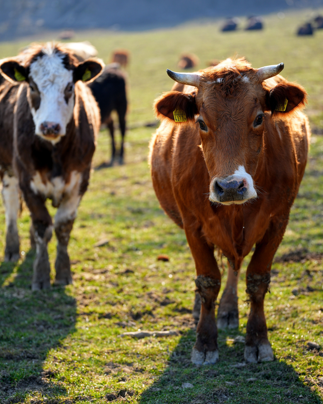 Ta vache a une meilleure amie. Séparez-les et son cœur s'emballe