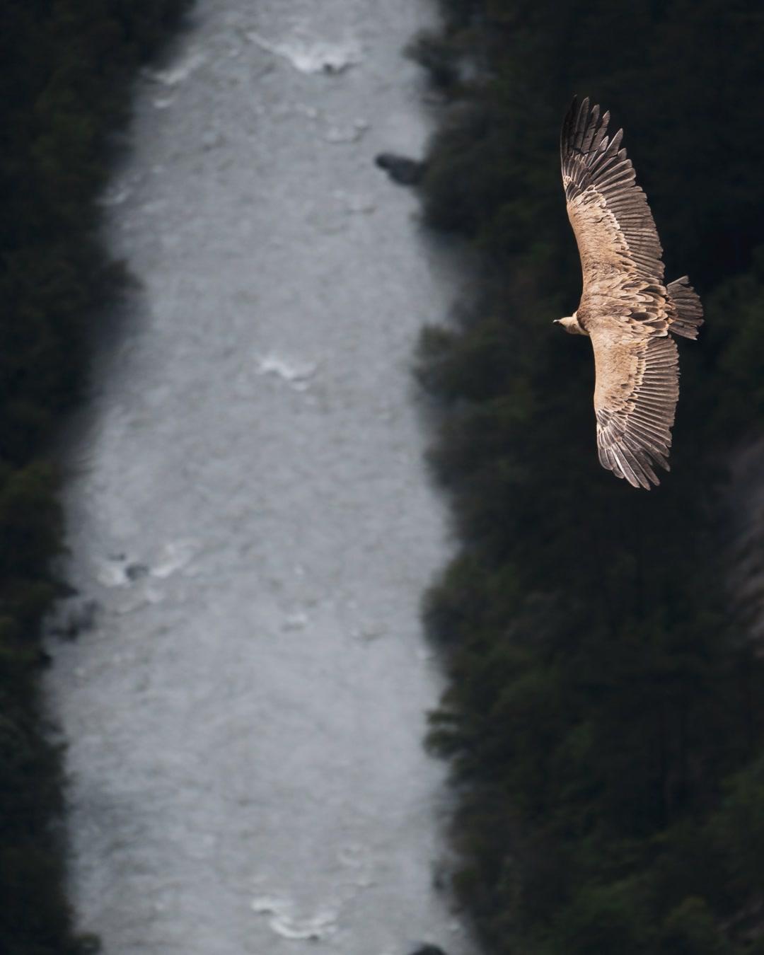 Le plus grand rapace d'Europe avait disparu, il replane sur nos montagnes